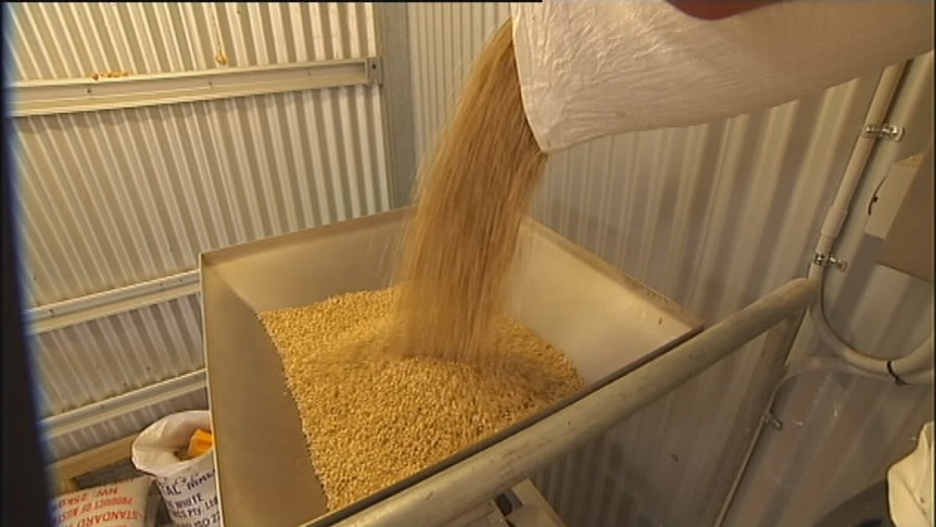 New barley paves way for boutique beer boom