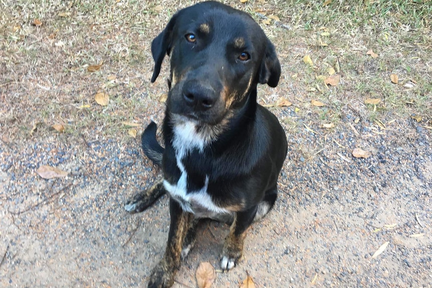 A cattle dog on a rural property in central Queensland