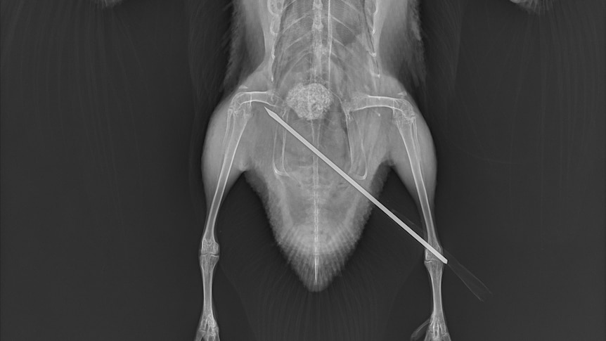 x-ray of duck laid out wings spread arrow imbedded in rear right side deep all the way into near it's left thigh bone
