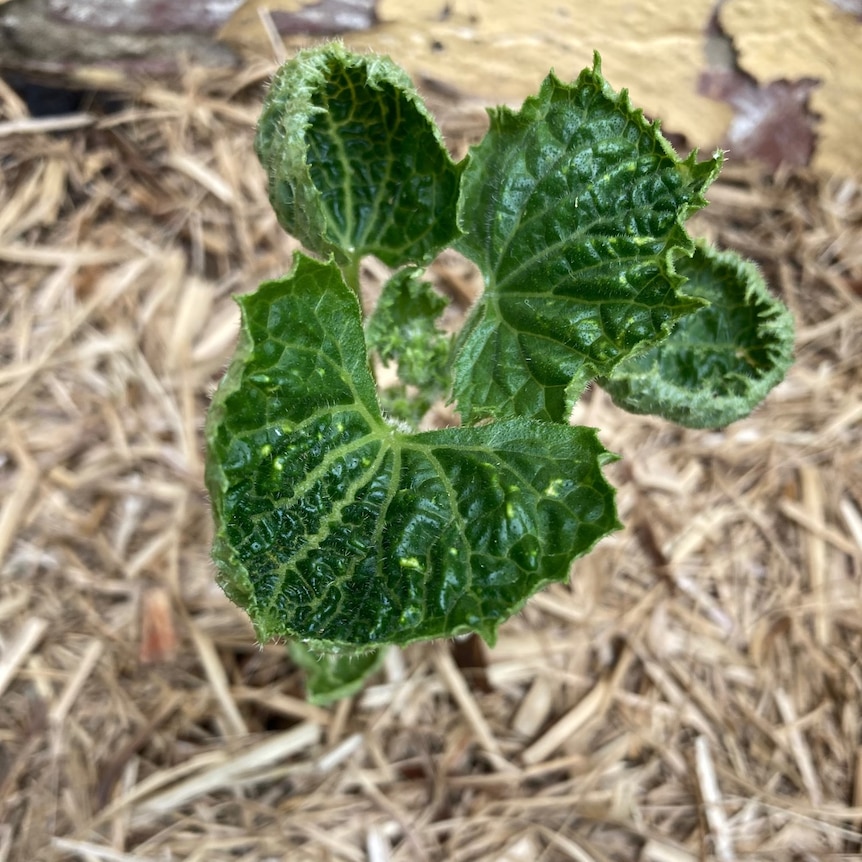 A shrivelled plant.