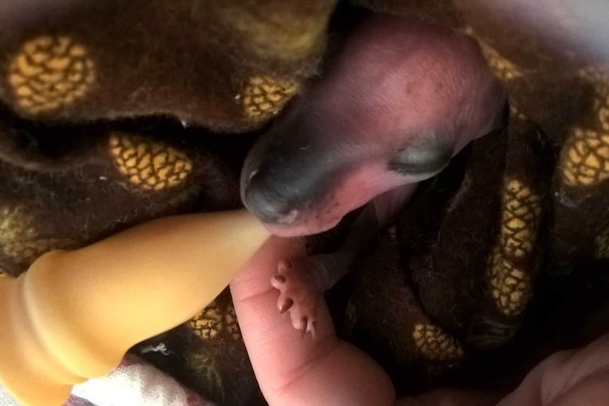 Swamp wallaby in care