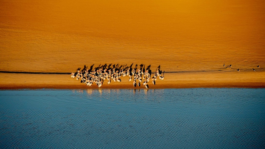A flock of pelicans gather between the orange layers of sand and the blue of the lake.