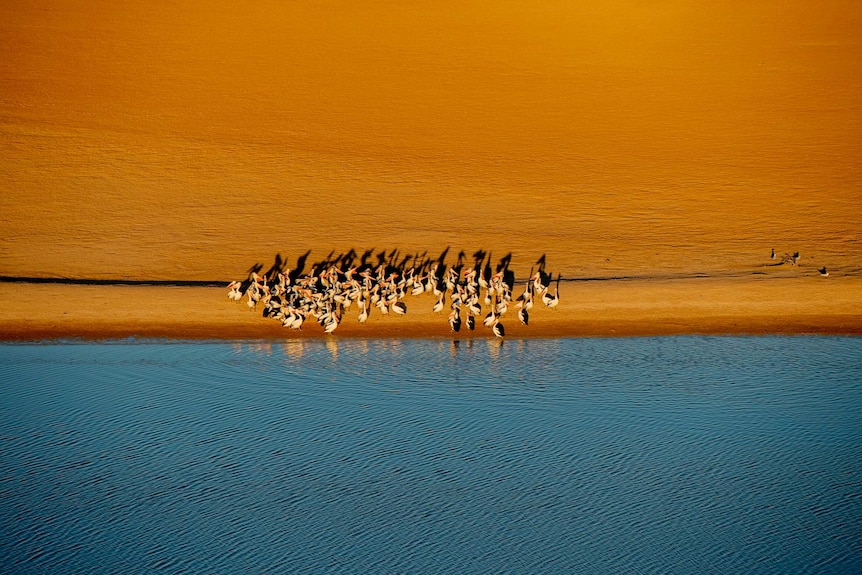A flock of pelicans gather between the orange layers of sand and the blue of the lake.