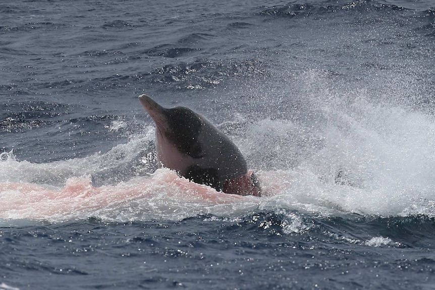The Beaked Whale breaks the surface during its struggle with the killer whales.