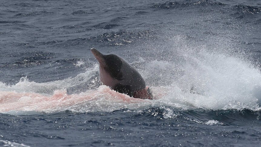 The Beaked Whale breaks the surface during its struggle with the Killer Whales.