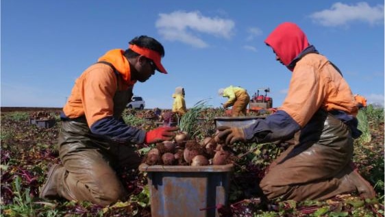 Pacific Labour Scheme