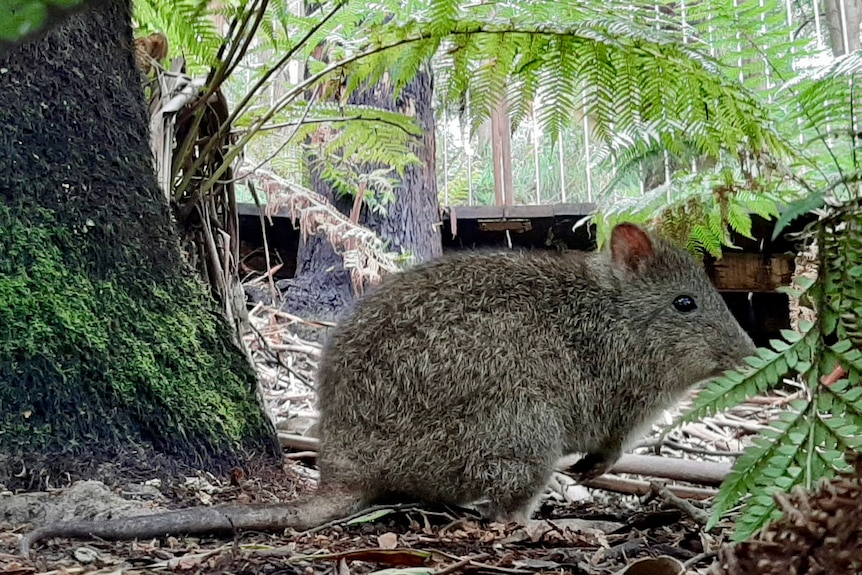 a small brown marsupial with a long tail on the floor among some ferns