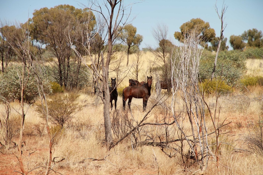 Wild horses standing in dry shrub.