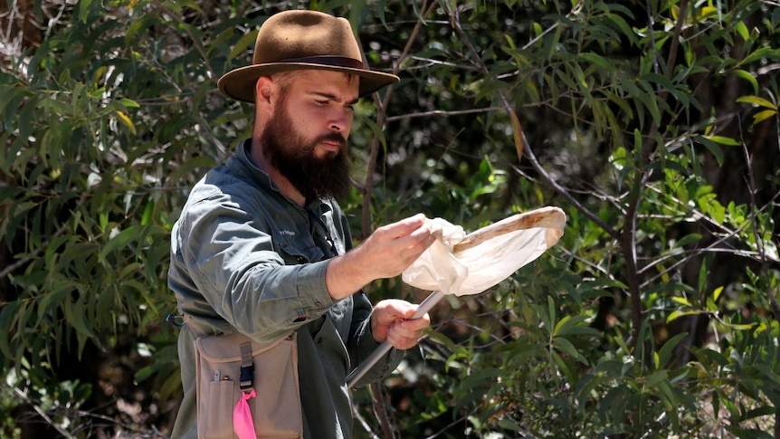 Bee researcher inspecting a net after catching bees on Fraser Island