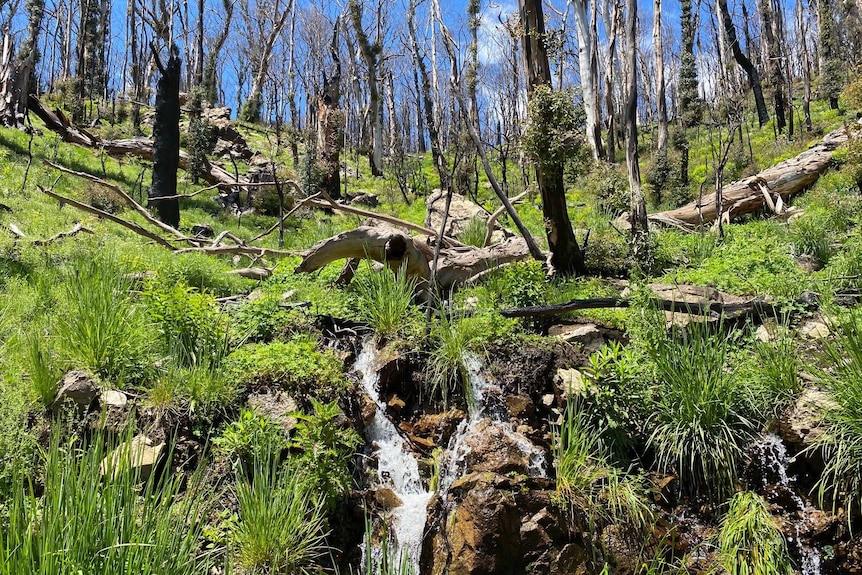 Green grasses and shrubs growing under trees burnt in the 2019/20 bushfires in Kosciuszko National Park.