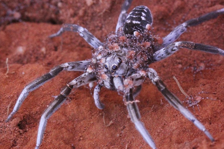 A white and dark brown spider carries lots of smaller spiders on its back on red dirt.