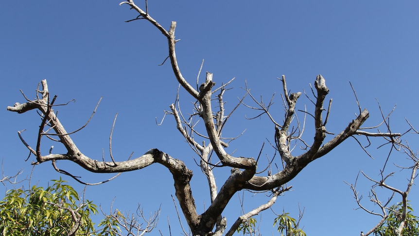a dead limb of a mango tree.