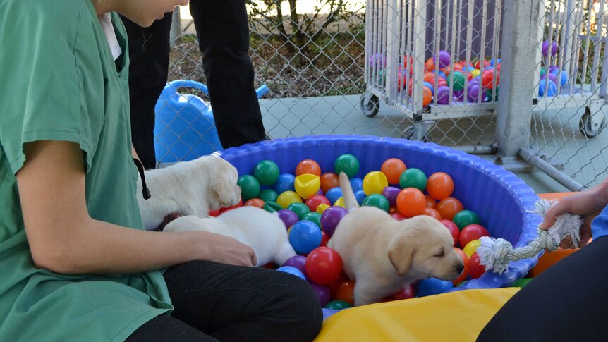Students play with puppies in a small ball pit