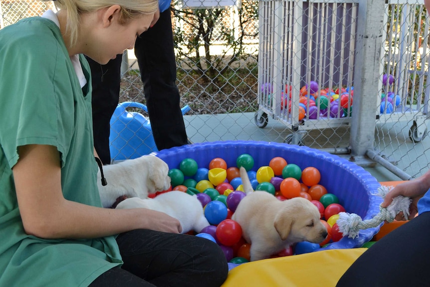 Students play with puppies in a small ball pit