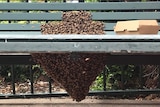 A cluster of 30,000 bees stick together on a bench on Peel Street in Tamworth