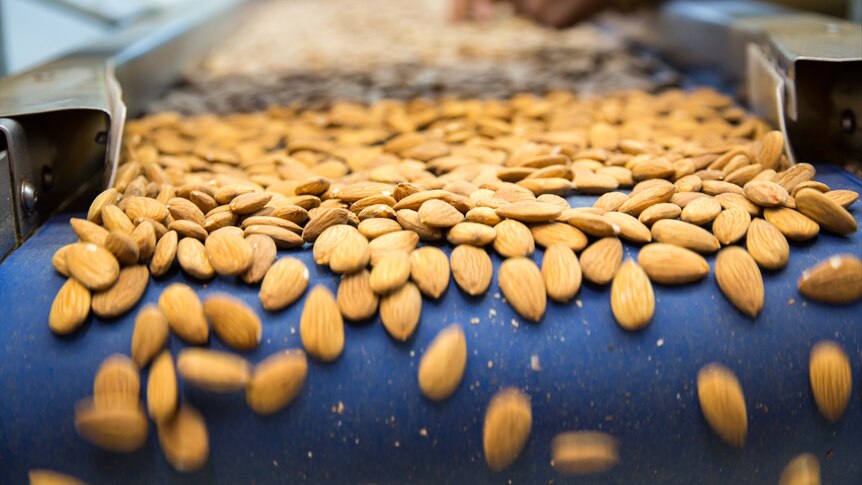 Almonds being processed on the conveyer belt. 