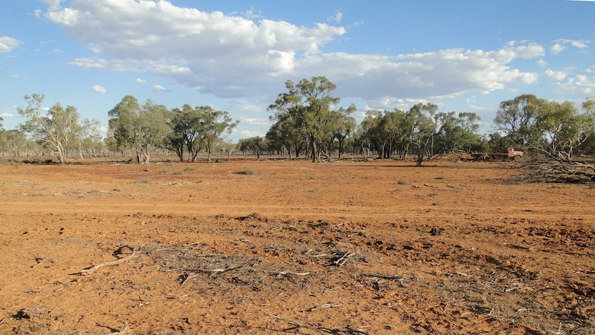 A drought affected paddock at Cliffdale station near Wyandra.