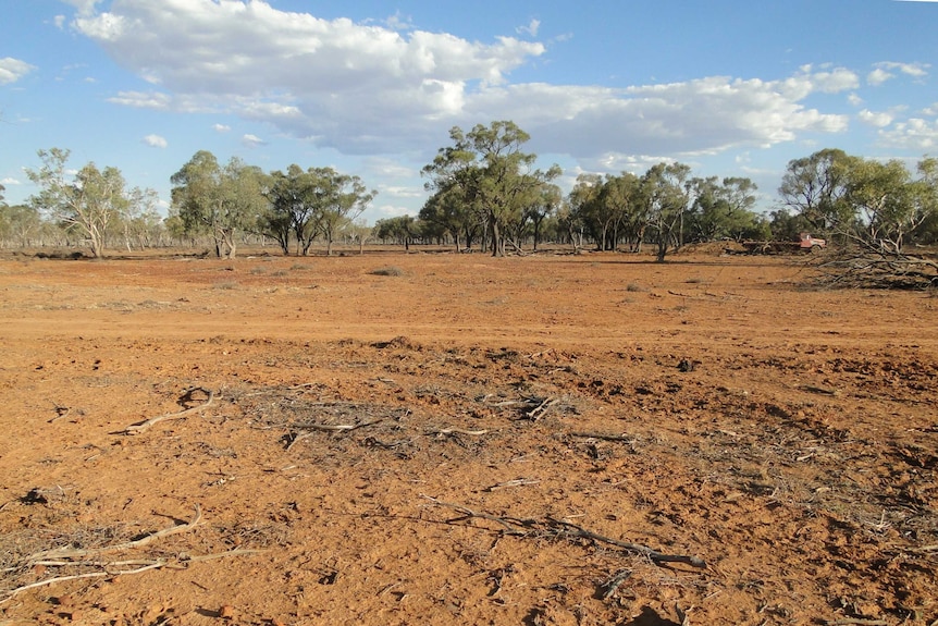 A drought affected paddock at Cliffdale station near Wyandra.