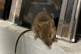 Large brown mouse crawls along an internal brick wall