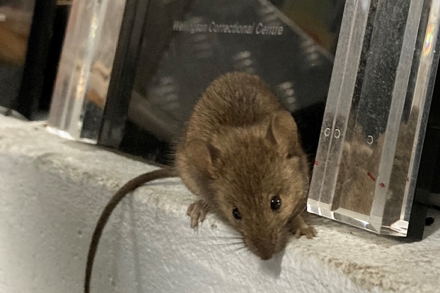 Large brown mouse crawls along an internal brick wall