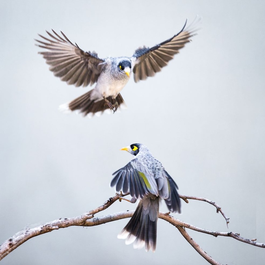 A miner bird sits on a branch while another hovers in front of it.