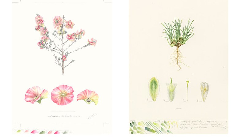 Two hand drawn, hand coloured images once of a plant with pink flowers, the other a green grass.