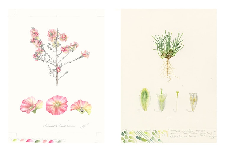 Two hand drawn, hand coloured images once of a plant with pink flowers, the other a green grass.