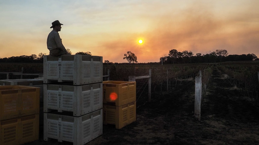 Vineyard owner Mark Kirkby watches over his singed vines as fires burn in in the background at sunset.