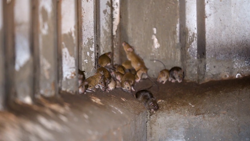 A dozen mice gather in the corner of a farm shed