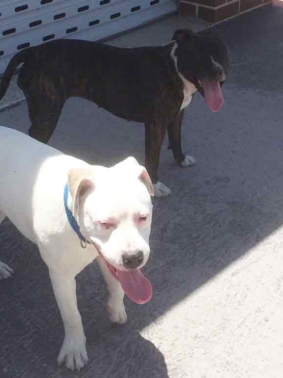 Two pitbull cross-breed dogs, one white and one black.