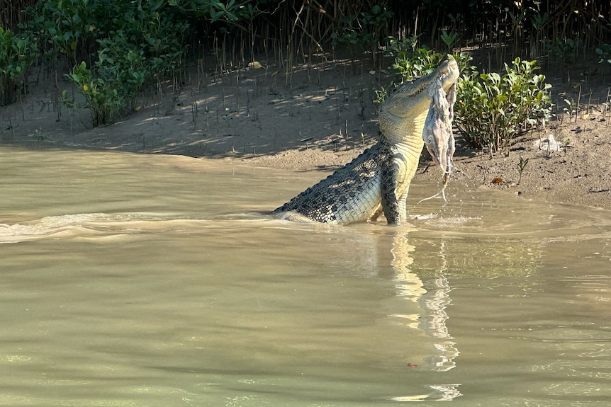 A saltwater crocodile near a beach has a dead animal in its mouth. 