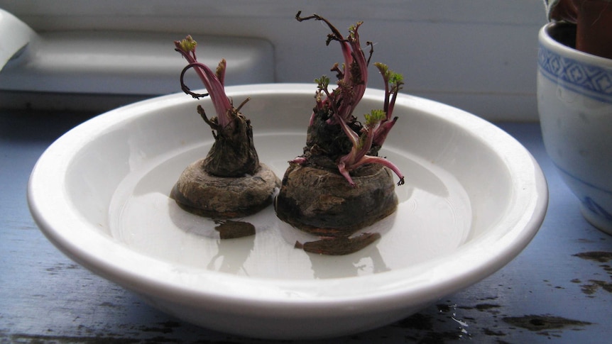 Two purple carrot tops sprouting while sitting in a bowl of water, growing veggies from scraps during the coronavirus pandemic.
