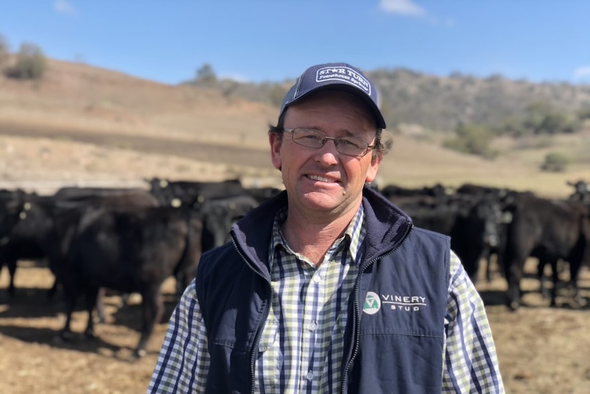 Farmer stands in front of cattle