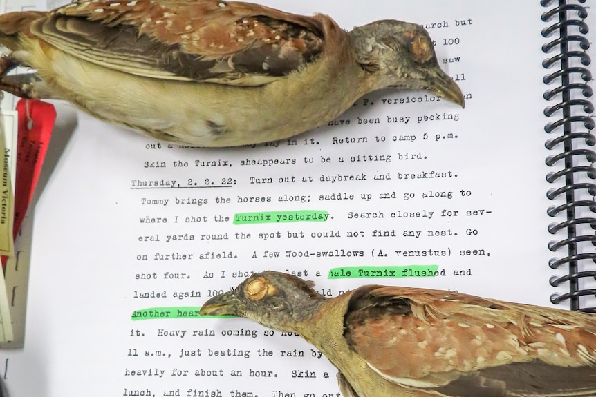 Two taxidermised birds sit on a notebook with select illegible words highlighted.