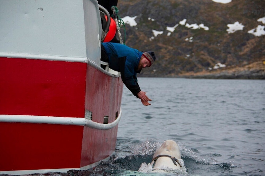 a man leaning out of a red boat looks out at a beluga whale in the water