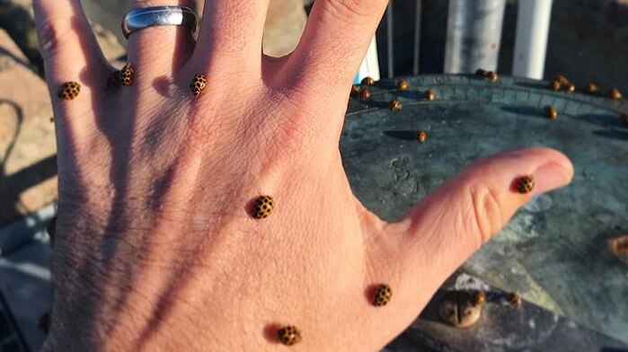 A person's hand outstretched with nine ladybirds on it.