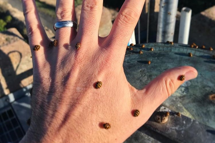 A person's hand outstretched with nine ladybirds on it.