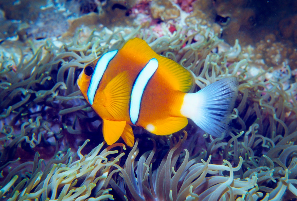 Bright coloured clown fish on the Great Barrier Reef.