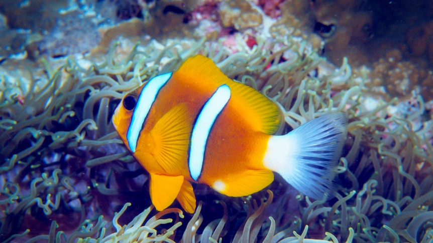 Bright coloured clown fish on the Great Barrier Reef.