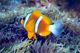 A clown fish swimming in the Great Barrier Reef.