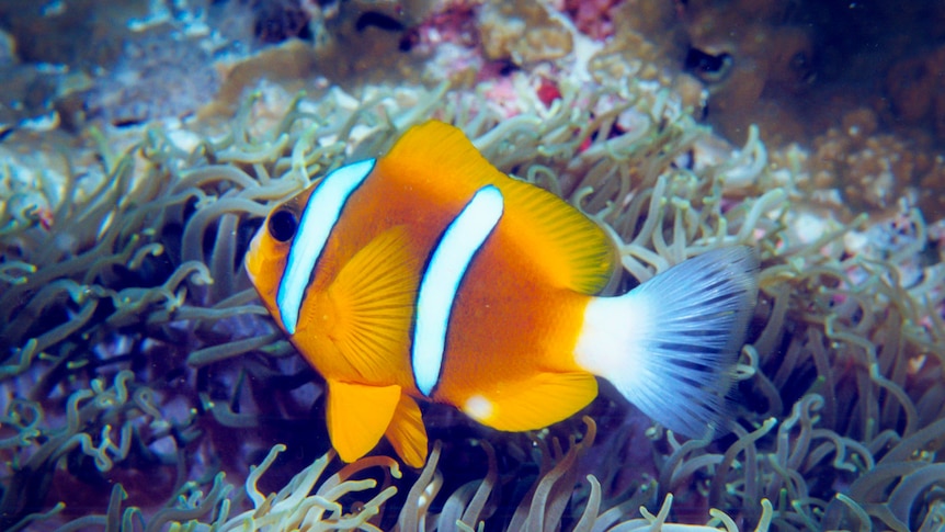 A clown fish swimming in the Great Barrier Reef.