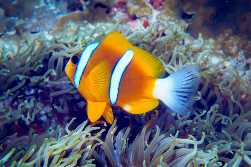 A clown fish swimming in the Great Barrier Reef.