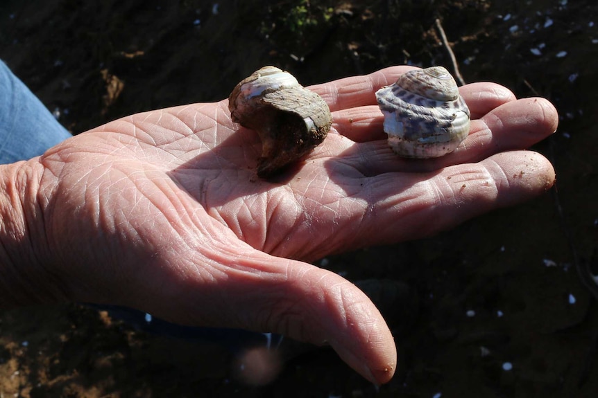 A man's hand holding swirled snail shells from a midden.
