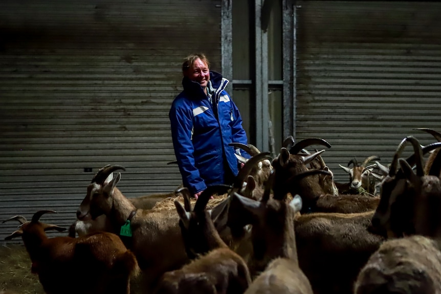 Man wearing blue jacket stands among goats inside shed