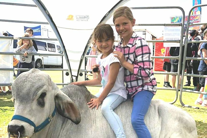 White bull lies down in a pen while two young sit smiling on his back.