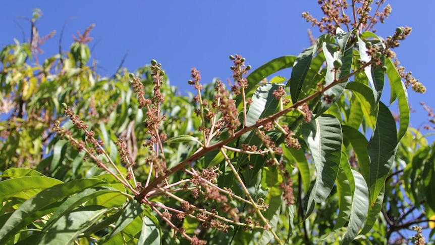 a panicle on a mango tree with fruit starting to set