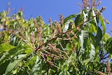a panicle on a mango tree with fruit starting to set