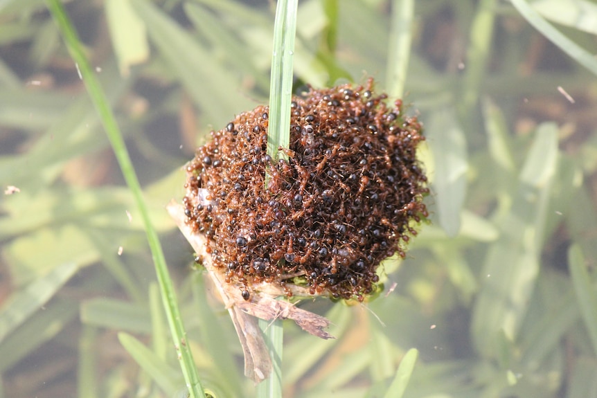 A ball of bright coloured ants float in water wrapped around a blade of grass 