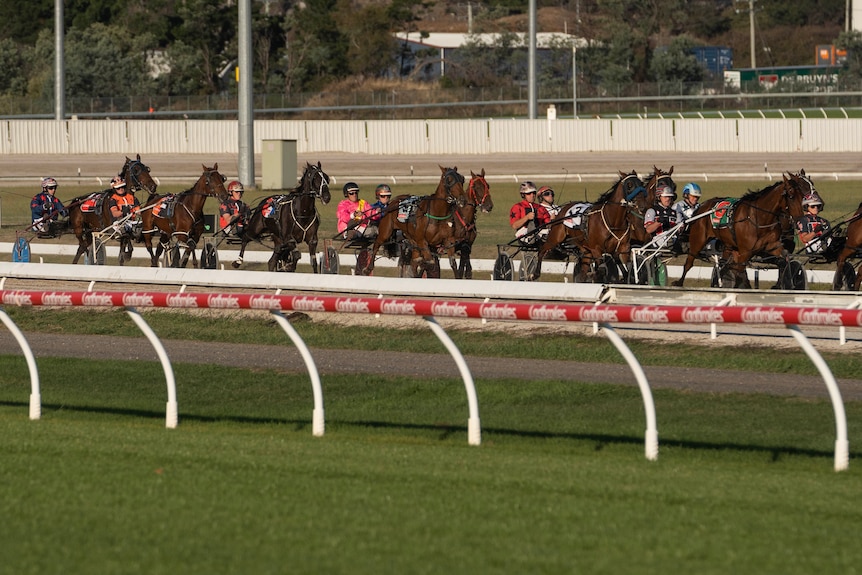 Harness horses during a race.