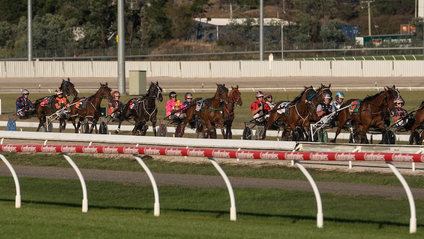 Harness horses during a race.